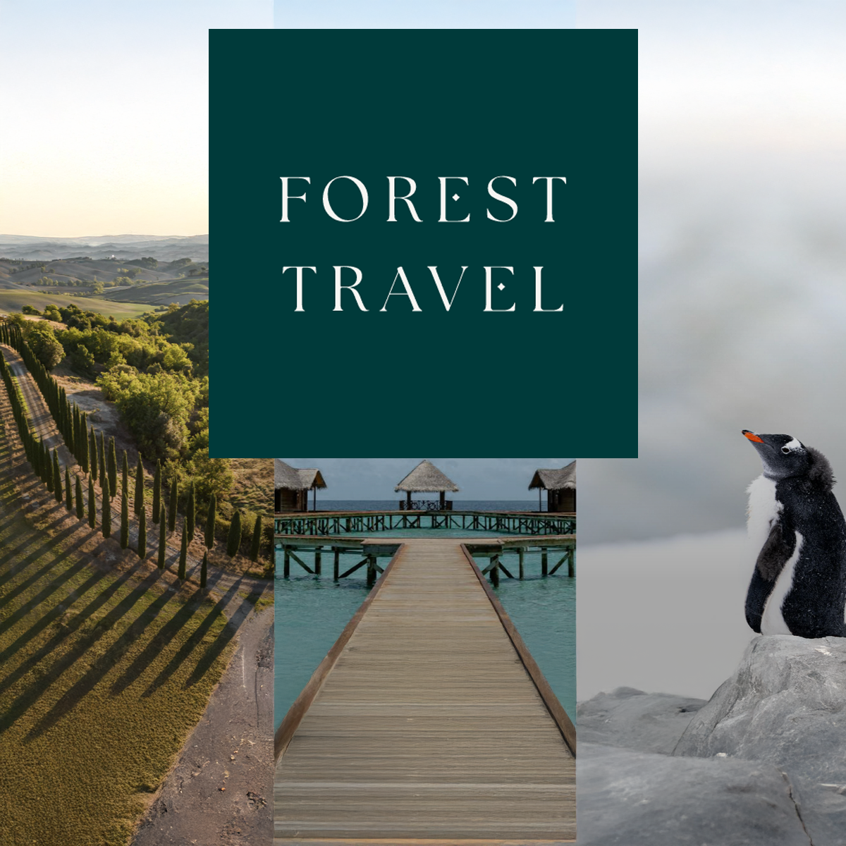Forest Travel